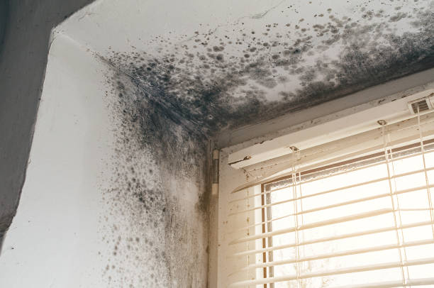 Affordable Mold Cleanup solutions in Hurlock, MD
